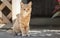 Cute ginger kitten sits near wooden arbor in the yard, cat walking outdoors, lovely pets