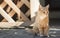 Cute ginger kitten sits near wooden arbor in the yard, cat walking outdoors, lovely pets