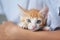 Cute ginger kitten is sitting on kid`s hands and staring at camera. Domestic animals concept