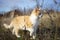 Cute ginger kitten walk in the dry grass. Cat hunt in sunny rural garden.