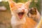 Cute ginger kitten yawns. Close up portrait in the sunny garden