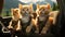 Cute ginger kittens sitting in car seat, close-up. Ai generated