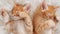 Cute Ginger Kittens Sleeping on a fur White Blanket. Concept of Happy Adorable Cat Pets.