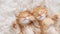 Cute Ginger Kittens Sleeping on a fur White Blanket. Concept of Happy Adorable Cat Pets.