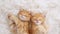 Cute Ginger Kittens Sleeping on a fur White Blanket. Concept of Happy Adorable Cat Pets.