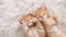 Cute Ginger Kittens Sleeping on a fur White Blanket. Concept of Happy Adorable Cat Pets.