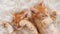 Cute Ginger Kittens Sleeping on a fur White Blanket. Kittens Wakes up, Yawns and Stretches. Concept of Happy Adorable