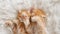 Cute Ginger Kittens Sleeping on a fur White Blanket. Kittens Wakes up, Yawns and Stretches. Concept of Happy Adorable