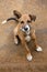 Cute Ginger Little Dog, Yala National Park, Sri Lanka, Asia