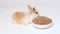 Cute ginger little rabbit eating compound feed on a white background. Food for rabbits. Balanced pet food for pets.