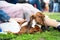 Cute ginger long-hairded doxie in white dress and pretty straw hat lies close to owner, woman in transparent pale pink skirt. Cost