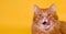 Cute ginger pet cat licking against yellow background. Fed cat licks lips after eating. Tasty food. cat with large red