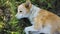 Cute ginger puppy lying on the ground and resting