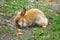 Cute ginger rabbit eating carrot