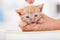 Cute ginger rescue kitten gettin her first bath - woman hands gently soaking her