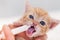 Cute ginger rescue kitten happy to lick milk from a syringe
