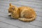 A cute ginger stray cat is resting. bleached background