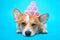 Cute ginger and white corgi lays and winks on the blue background with pink hair curlers on the head. Funny picture, humor, pet