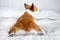 Cute ginger and white dog of welsh corgi pembroke breed, lying on white cover on the bed, pretty pet butt and back paws right to t