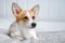 Cute ginger and white dog of welsh corgi pembroke breed, lying on white cover on the bed or sofa. Adorable pet face expression, pr