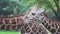 Cute giraffe chews food at zoo. Media. Beautiful giraffe with pleasure chews food on background of green vegetation zoo