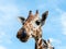 Cute giraffe face in the Calauit Safari Park