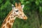 Cute giraffe portrait. Close up photography