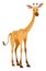 Cute giraffe. Safari animal. Africa wildlife symbol