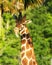 Cute Giraffe Showing his Tongue