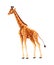 Cute giraffe standing animal