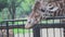Cute giraffe with tongue at zoo. Media. Beautiful giraffe stretches tongue to green leaves in hands of tourists at zoo