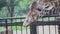 Cute giraffe with tongue at zoo. Media. Beautiful giraffe stretches tongue to green leaves in hands of tourists at zoo