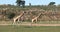 Cute Giraffes, South Africa wildlife