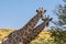 Cute Giraffes South Africa wildlife