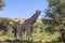 Cute Giraffes South Africa wildlife