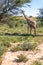 Cute Giraffes South Africa wildlife