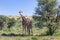 Cute Giraffes South Africa wildlife