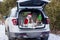 Cute girl is getting ready for Christmas, girl with shih tzu dog girl with a dog sitting in a decorated New Year`s car in forest
