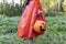 cute girl in orange carnival costume of witch for Halloween holiday is standing among trees in garden with box for