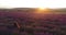 Cute girl sits in a beautiful lavender field in the rays of the setting sun. Aerial shoot