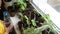 Cute girl watering seedlings on the windowsill first spring flowers. home interior and decoration. Child taking care of