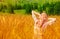 Cute girl on wheat field