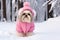 Cute glamorous purebred Shih Tzu dog dressed in stylish pink jacket on a walk in winter park, sitting in white snow