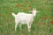 Cute goat in field. Animal husbandry