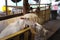 Cute goat kid in farm , concept farm , animal , travel Thailand