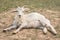 Cute goat lying on the ground