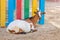 cute goat near a colorful fence in a zoo or a children farm