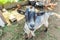 Cute goat relaxing in ranch farm in summer day. Domestic goats grazing in pasture and chewing, countryside background