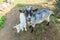 Cute goat relaxing in ranch farm in summer day. Domestic goats grazing in pasture and chewing, countryside background. Goat in