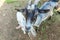 Cute goat relaxing in ranch farm in summer day. Domestic goats grazing in pasture and chewing, countryside background. Goat in